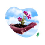 a womans hand holding a flowering plant in some soil with blue sky and clouds in the backrgound illustrating care and transformation from a student to a teacher