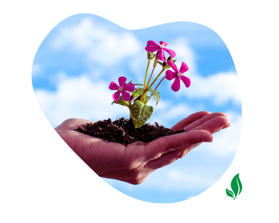 a womans hand holding a flowering plant in some soil with blue sky and clouds in the backrgound illustrating care and transformation from a student to a teacher